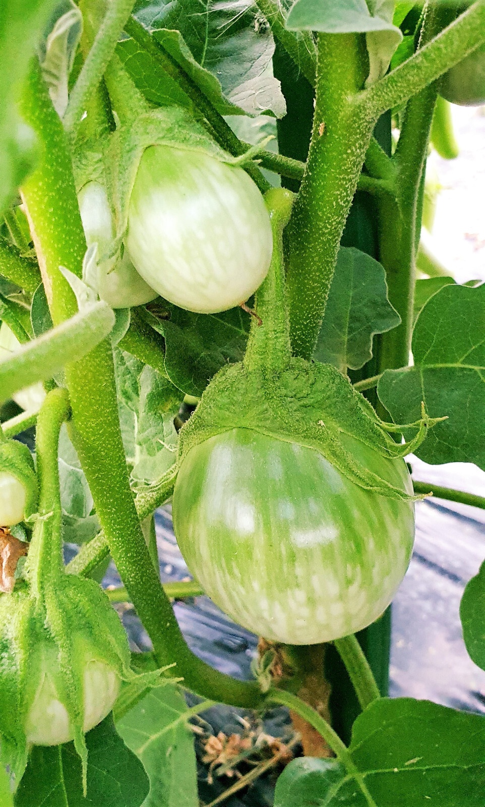 Petch Siam Thai Eggplant Seeds | Green Brinjal Aubergine Baby Asian Seeds 2024