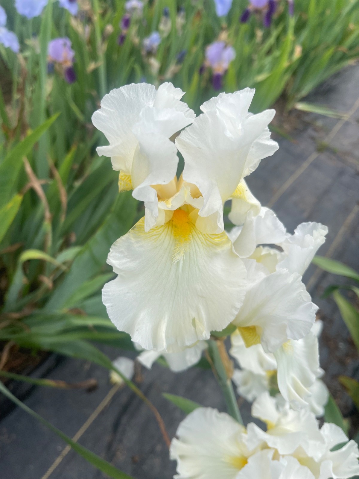 10 Fresh Dug Iris Rhizomes – Mixed Colors & Varieties