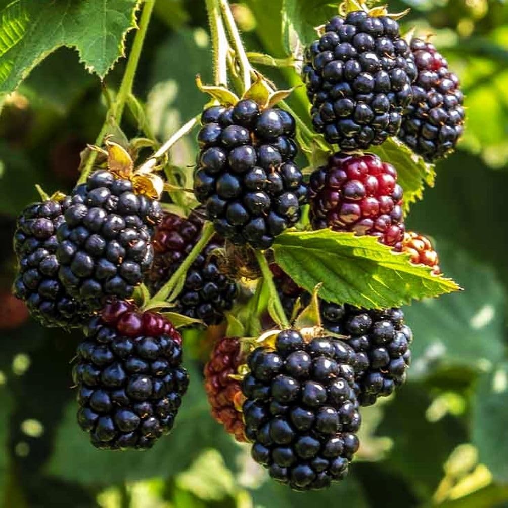 200 NonGMO Blackberry Seeds for Garden Planting Sweet, Healthy Fruit