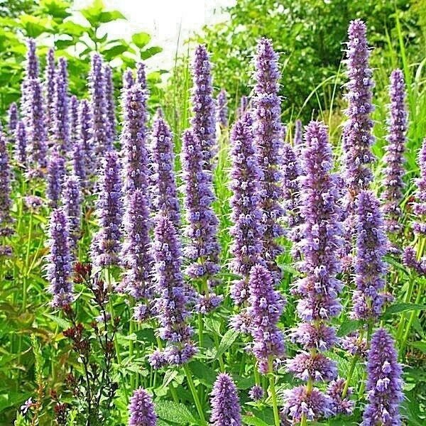 101+Purple GIANT HYSSOP Seeds Native Wildflower Drought Heat Cold Pollinators