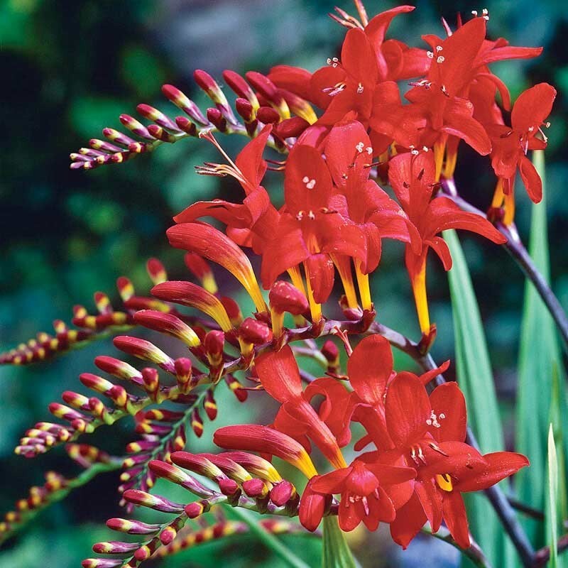 LUCIFER CROCOSMIA SEEDS packed 30