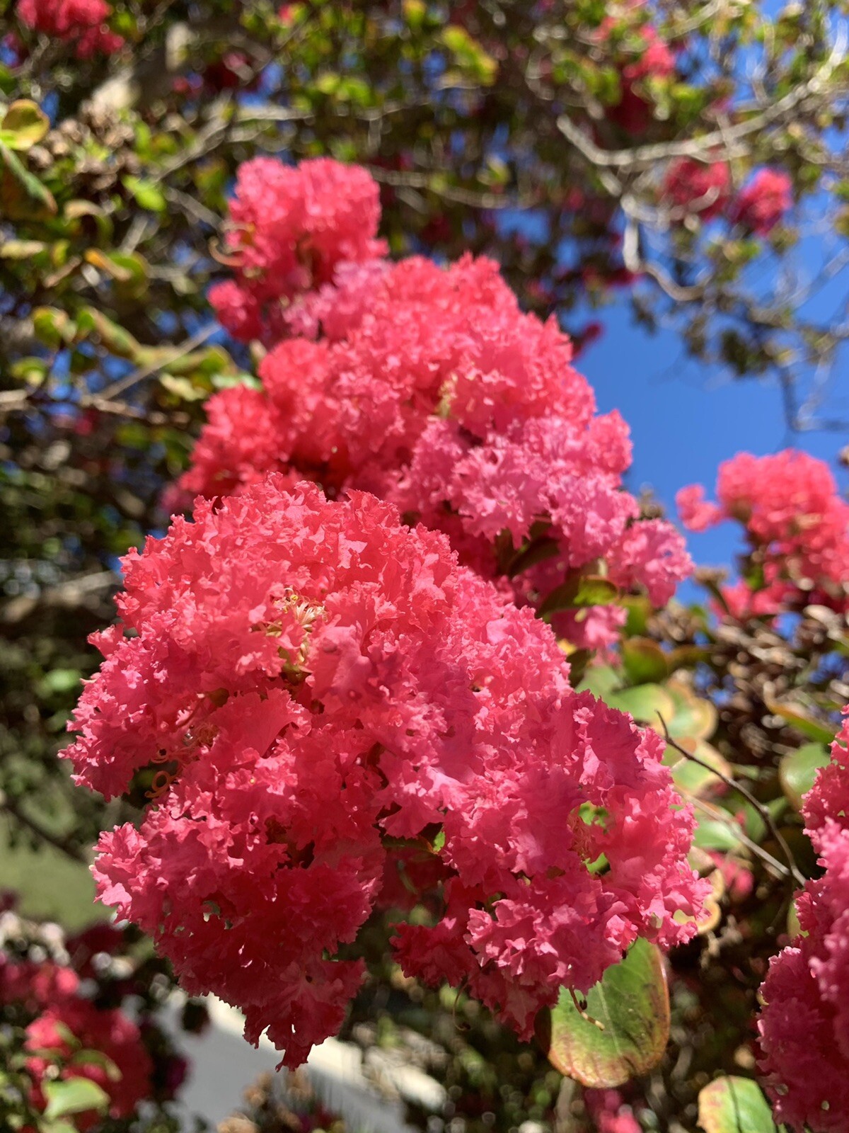 Pink Lagerstroemia indica, Dwarf Crape Myrtle, 100 Seeds 2024 – USA