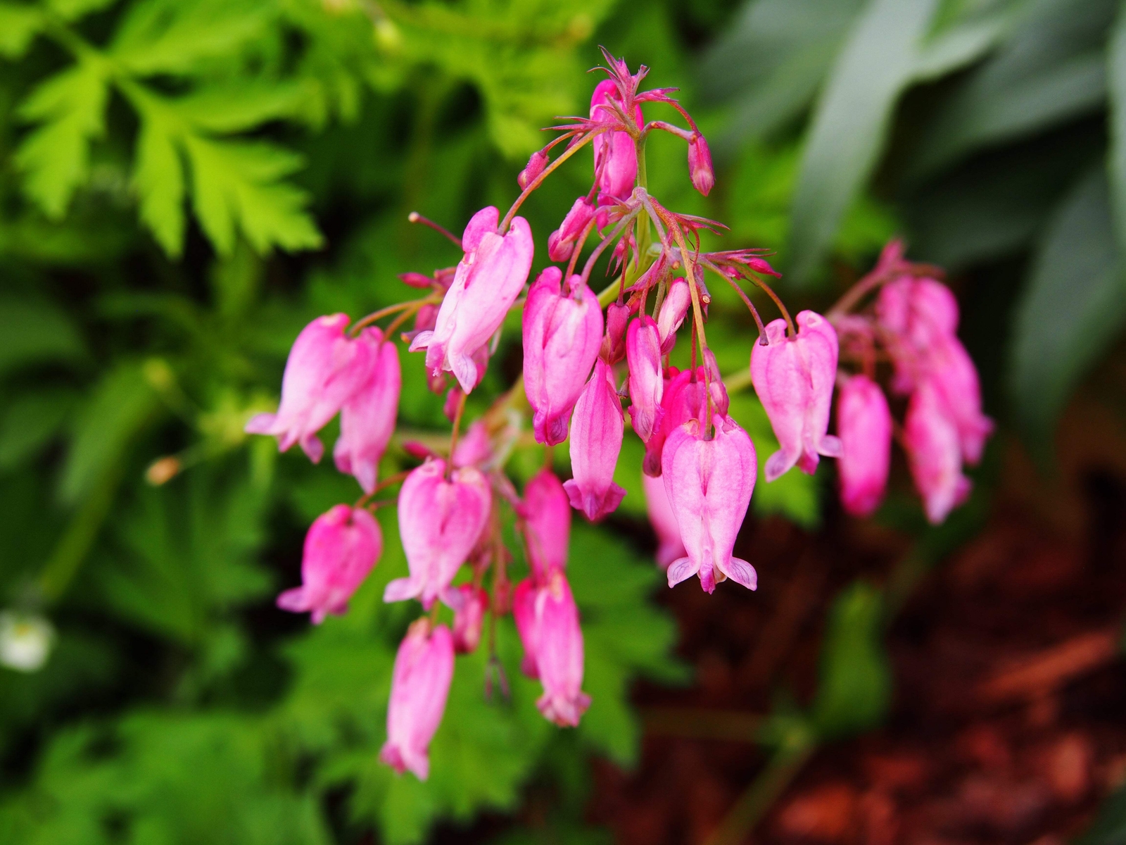 10 FRINGED / FERN LEAF BLEEDING HEART Dicentra Eximia Pink Flower Seeds *CombS/H