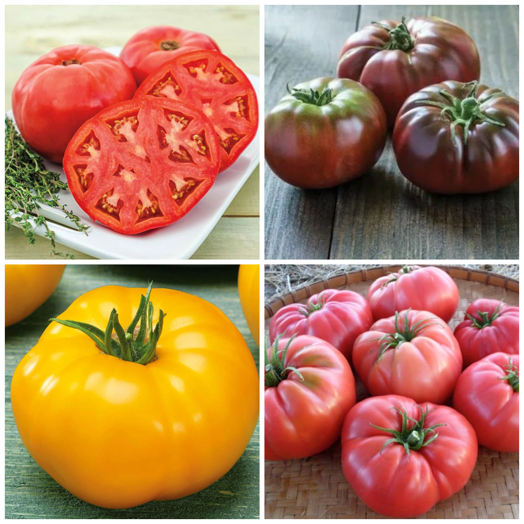Heirloom Brandywine Tomato Seed Combo 200 Seeds Total – Pink Black Yellow & Red