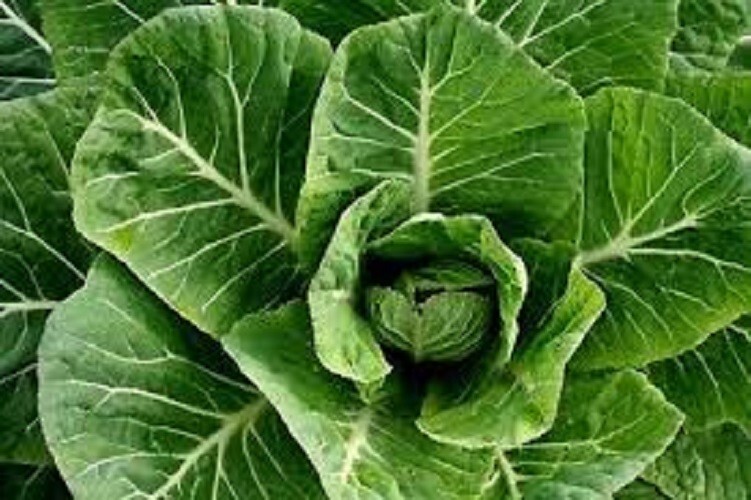 Premium Champion Collard Greens – Huge, Juicy leaves – Fresh Organic Seeds!