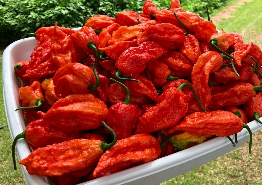 Red Ghost Pepper,Super-Hot Bhut Jolokia, 10 seeds