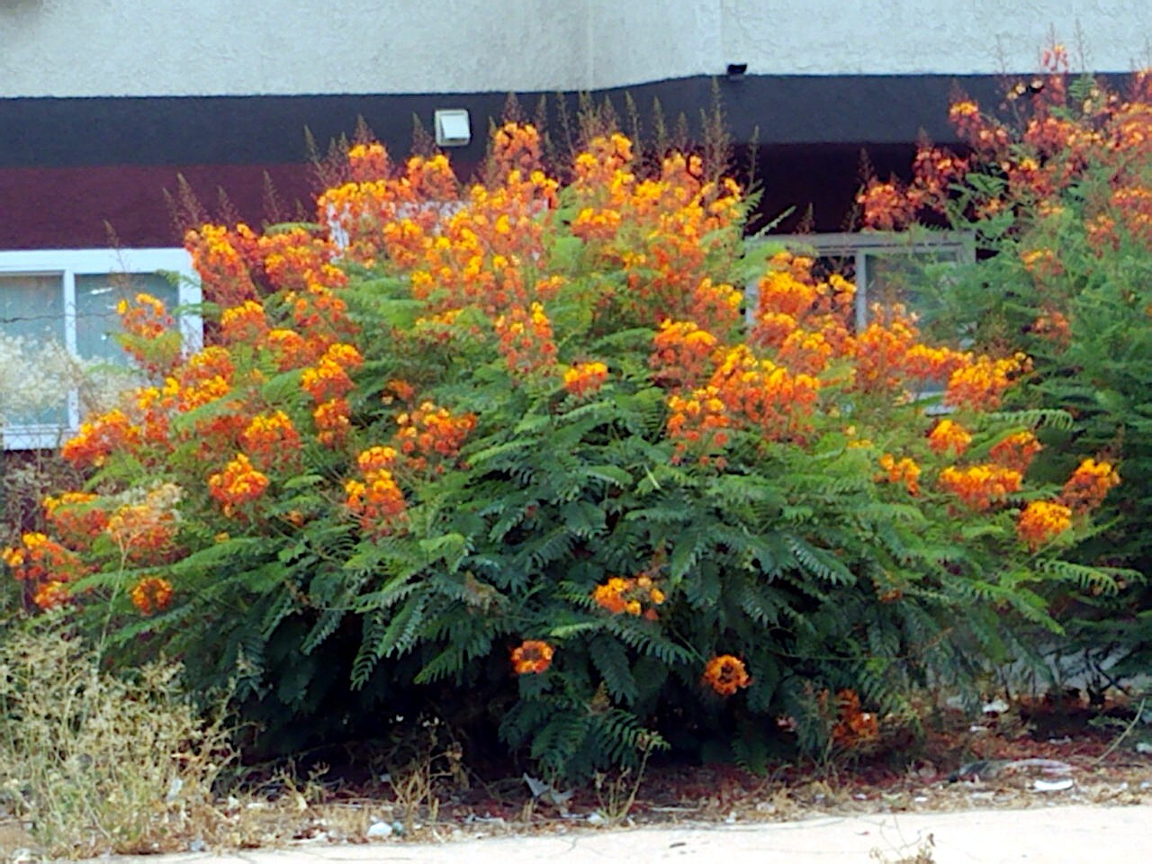 MEXICAN RED BIRD of PARADISE SEEDS (C. Pulcherrima) DWARF POINCIANA Flower Shrub