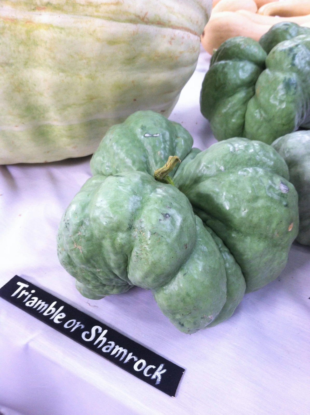 Triamble Blue Pumpkin Seeds | Shamrock TriStar Gray Jarrahdale Squash Seed 2024