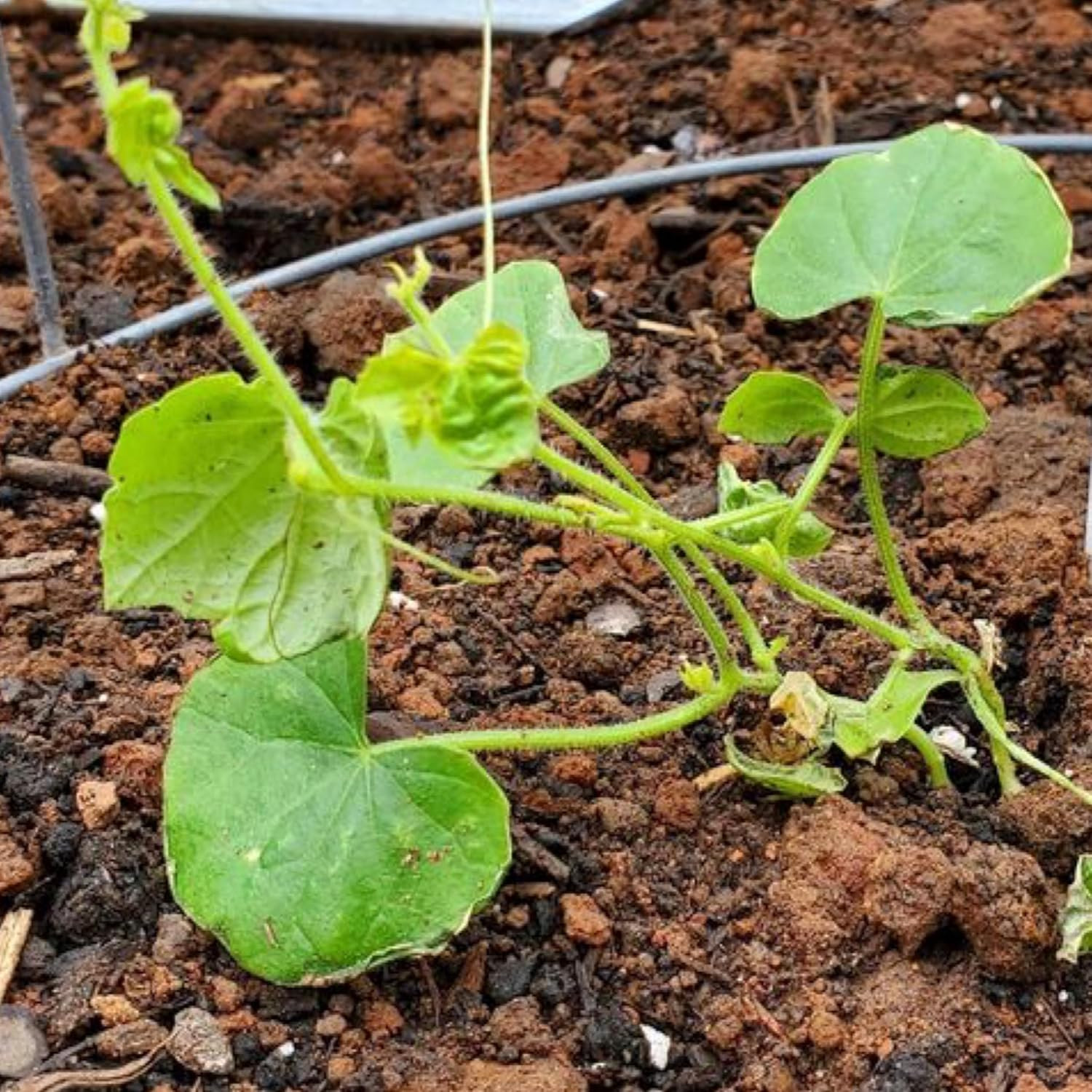 Seed Needs Cucamelon Seeds for Planting Mexican Sour Gherkin Miniature Mouse Mel