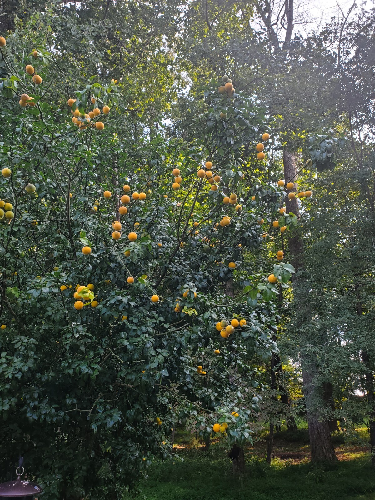 Poncirus Trifoliata Citrus Trifoliate Oranges (20 Ct) Year 2 Seedlings 6-10″ 🍊