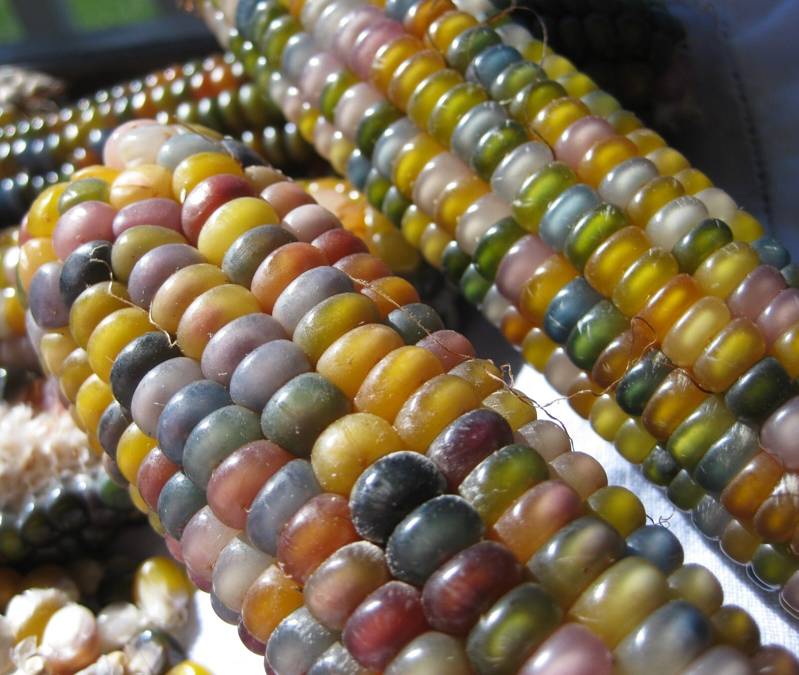 Glass Gem Corn Seeds Organic 200+ USA Grown