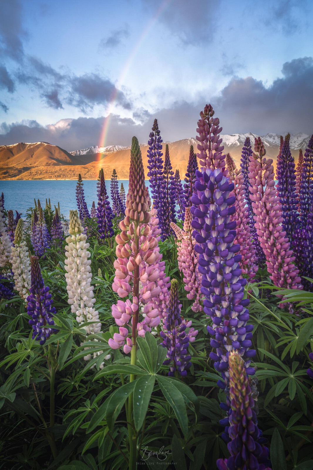 1/2 oz, 500+ seeds Russell Lupine Perennial Mixed Colors Lupinus Polyphyllus