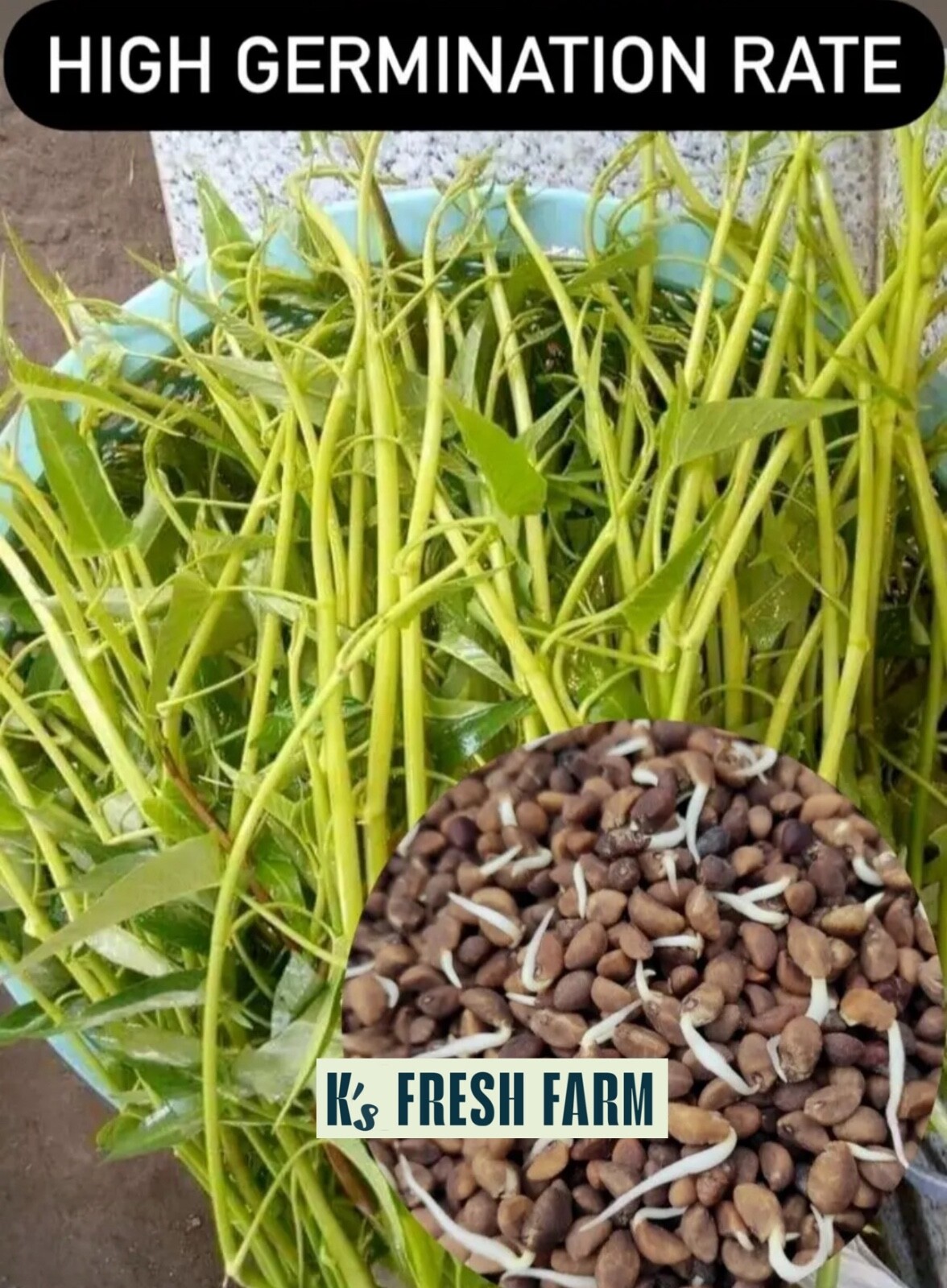 200+ pcs SUPER BUDS KANGKONG WATER SPINACH SEEDS,ONG CHOY, RAU MUỐNG SIÊU ĐỌT
