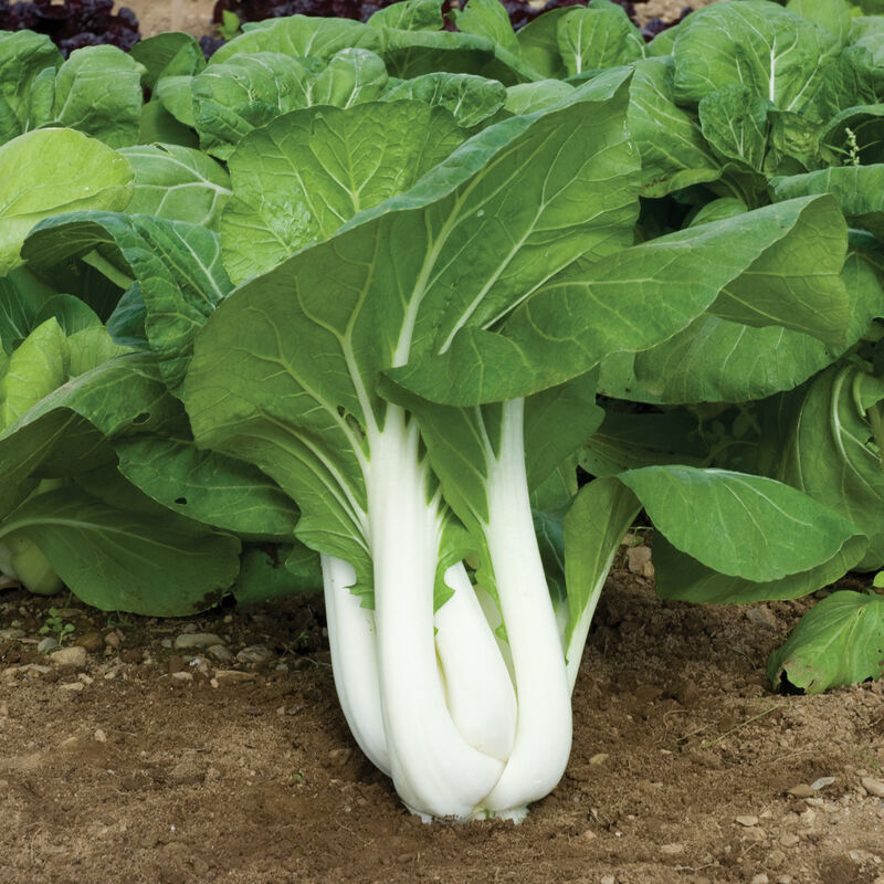 Pak Choi (Bok Choy﻿) – Tall White Stem – Non-GMO, Annual – Mai’s Fmaily