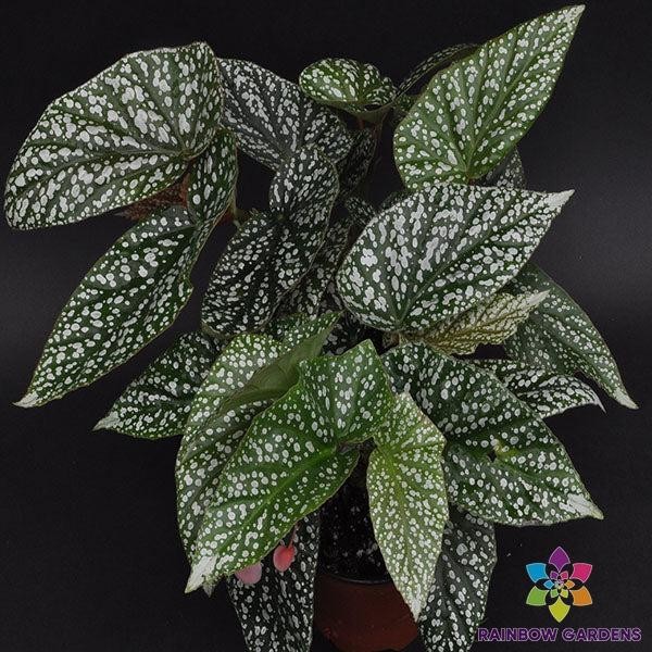 25+ Snow Capped Begonia Seeds for Garden Planting – USA – FREE SHIPPING!