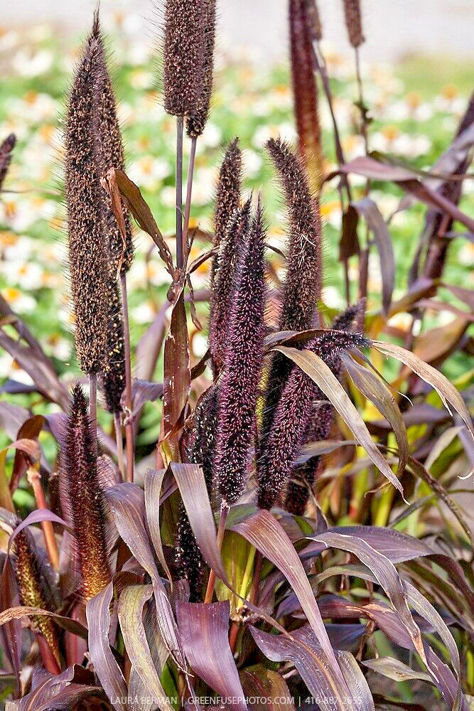 30 JESTER ORNAMENTAL MILLET SEEDS – Pennisetum glaucum ” jester “