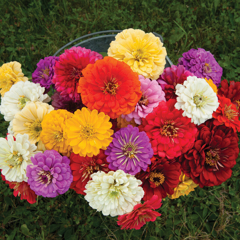 100 DAHLIA FLOWERED ZINNIA FLOWER MIX SEEDS ~ heirloomseedguy ~ 2026 ~ NON-GMO