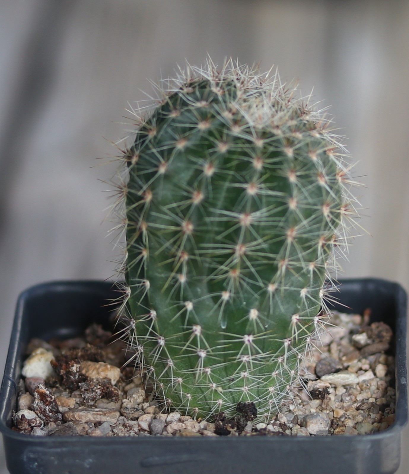 Echinopsis hybrid ‘Sunny Daze’