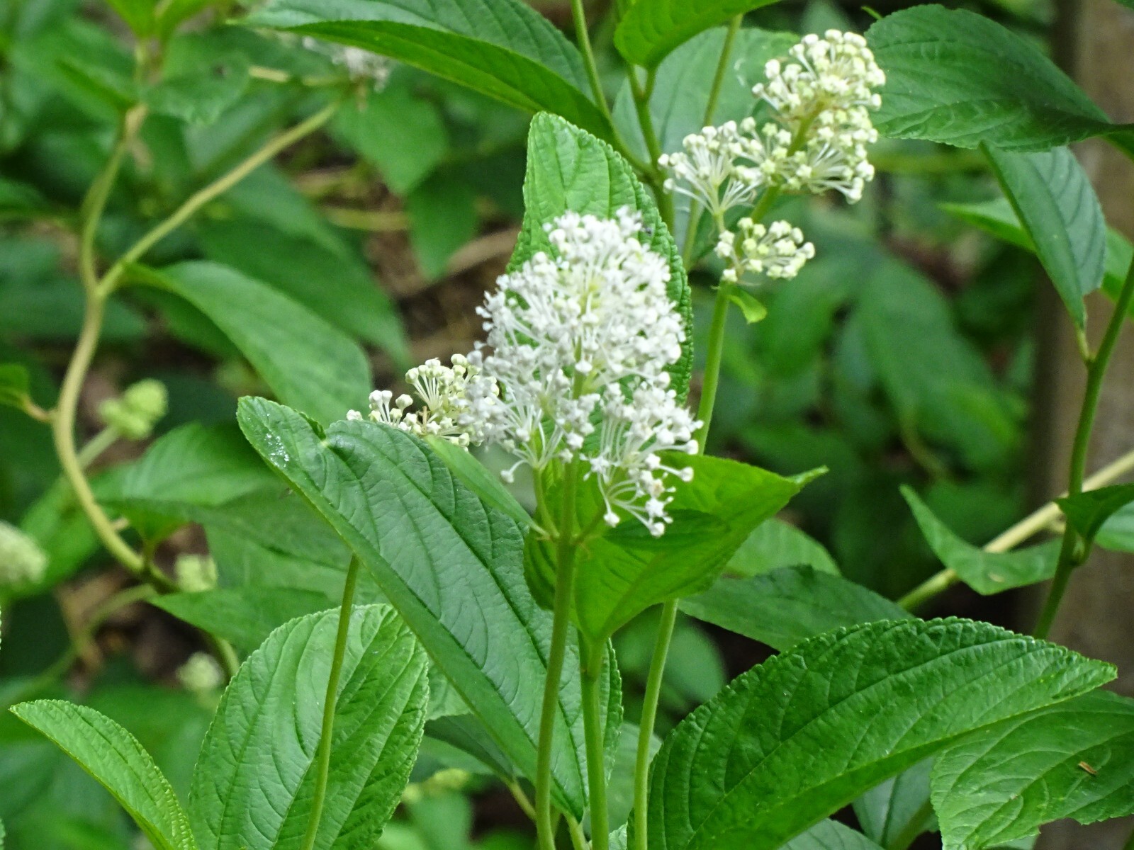 New Jersey Tea Ceanothus americanus Native perennial Bush 25 seeds
