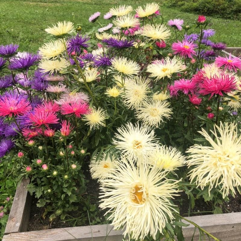 Valkyrie Mix China Aster: 100 seeds