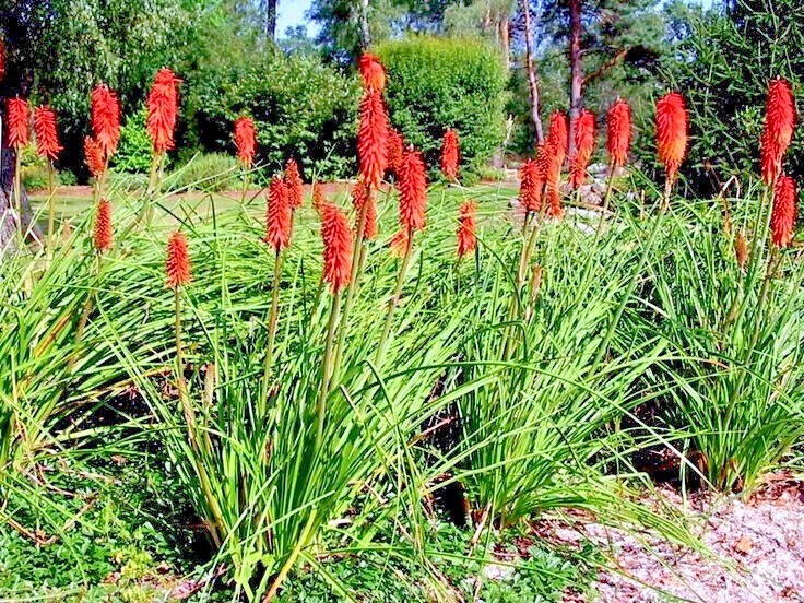 20 “RARE DWARF” FIRE DANCE Torch Lily Flower Seeds Kniphofia hirsuta Hardy Plant