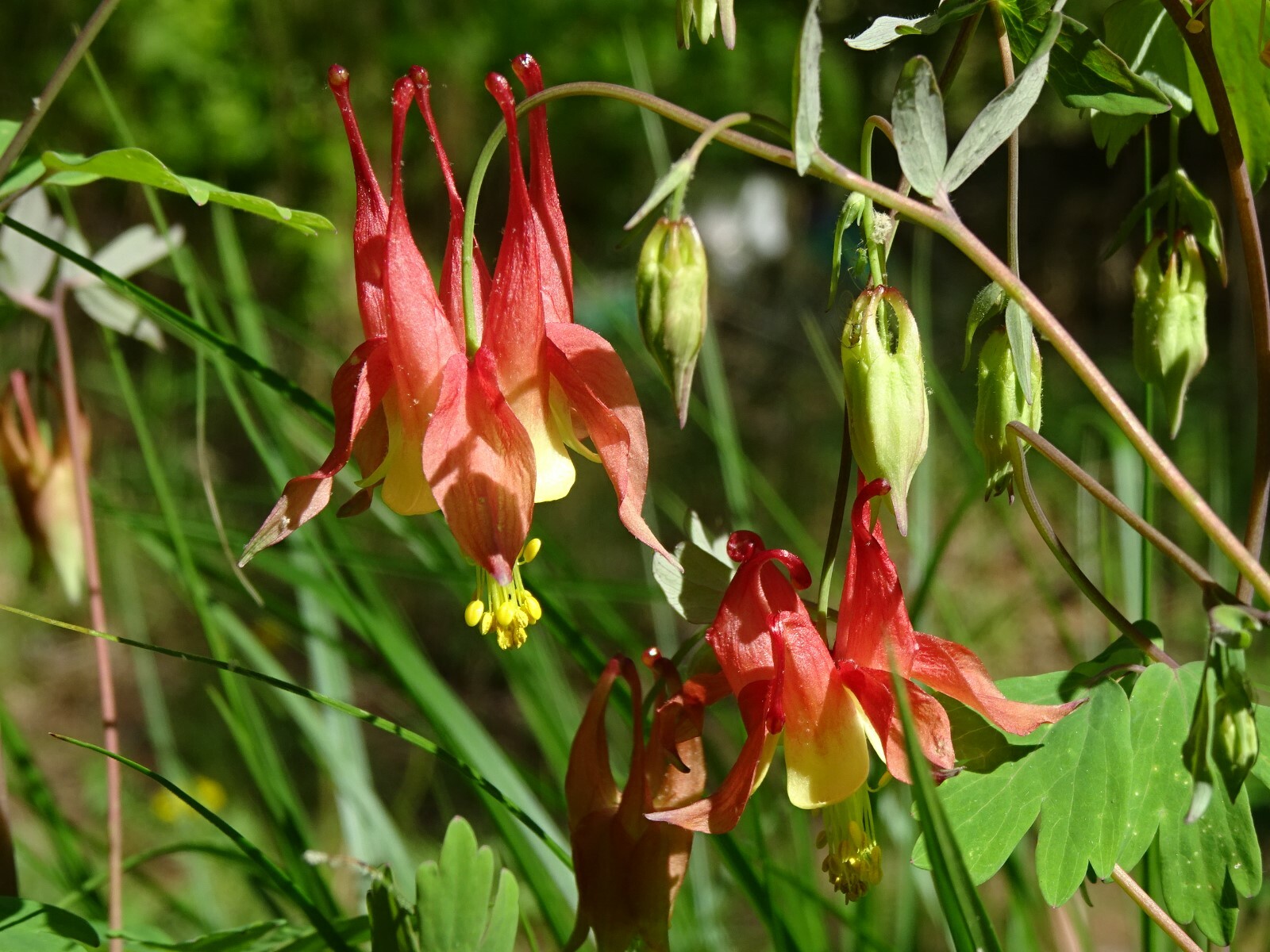 Eastern Red Columbine Aquilegia canadensis Native Perennial 50 seeds Hummingbird