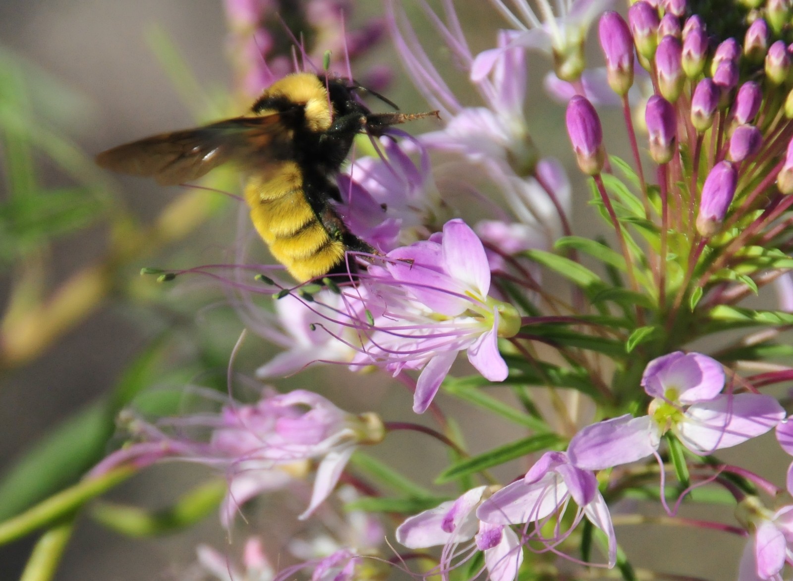 Rocky Mountain Bee Plant Seeds California Native Flower Cleome Serrulata