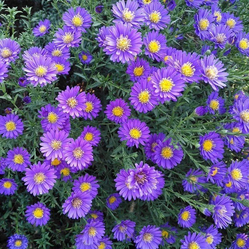 500+New England Aster Seeds Purple Perennial Native Wildflower USA