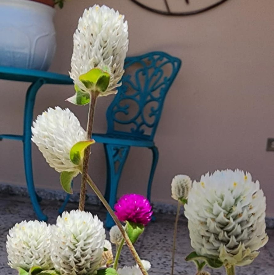 Globe Amaranth | Purple | White | Pink Strawberry Cream | 100 Seeds Easy to Grow
