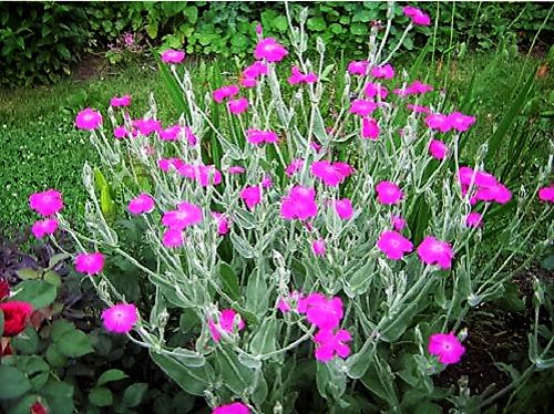 200 Organic ROSE CAMPION Magenta Catchfly Lychnis Silene Coronaria Flower Seeds