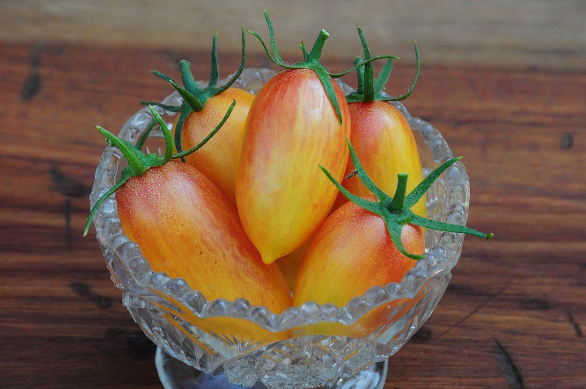 Artisan Blush Tomato Seeds, Julienne Cherry, Long Yellow, NON-GMO, FREE SHIPPING