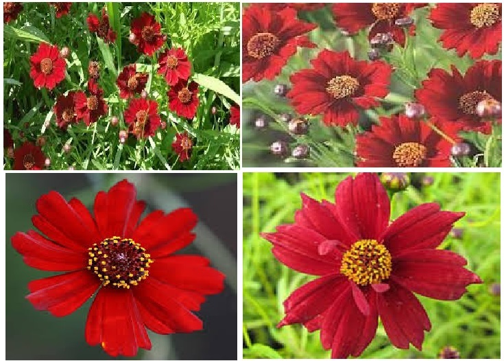 Red Dwarf Coreopsis Tender Perennial or Annual Flower 50 Seeds USA Seller