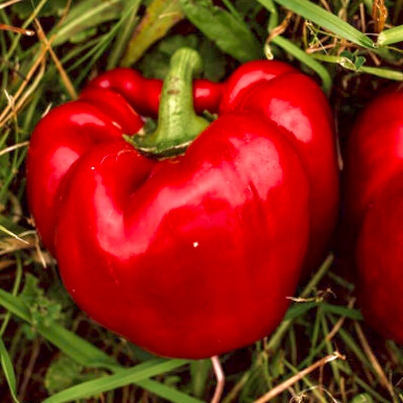 30+ Sweet Big Red Pepper Seeds! non-gmo Heirloom Bell Peppers Planting Garden