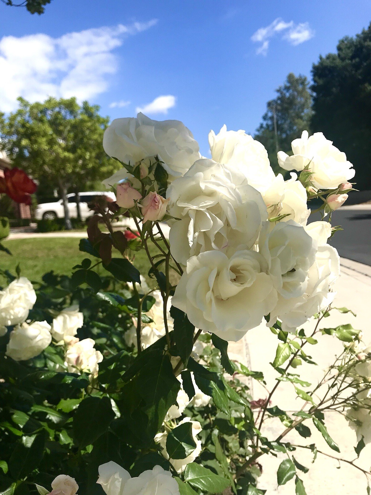 Fragrant White Swany Rose/ Shrub Rose – 5 Stems 4-8 inches for planting – US