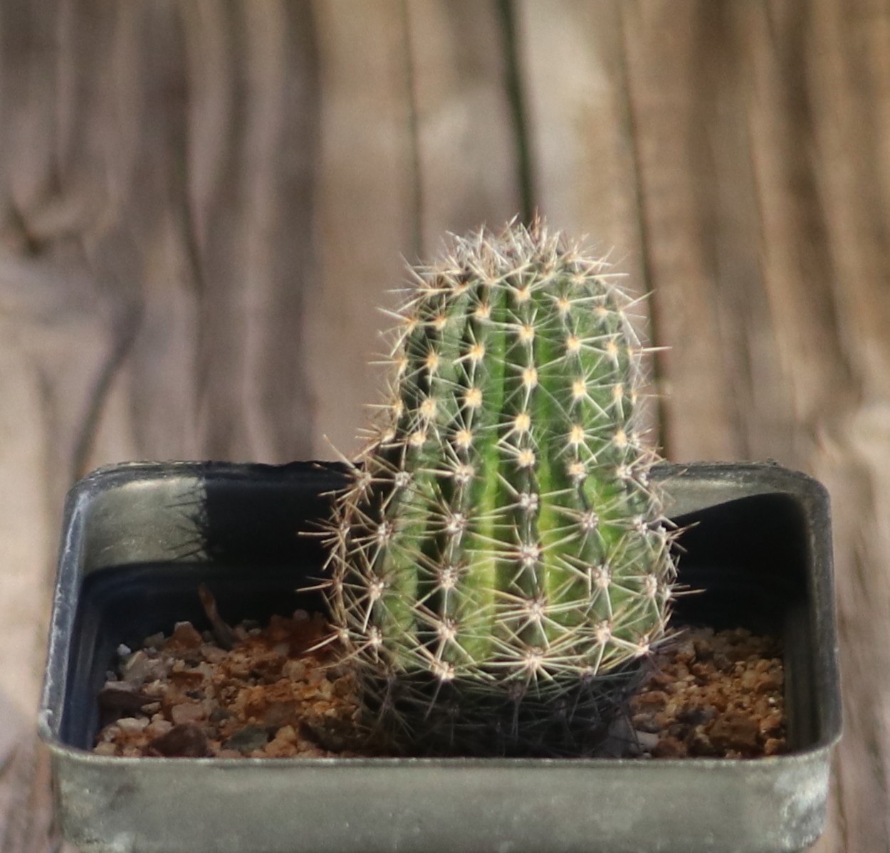 Echinopsis hybrid ‘Temptress’