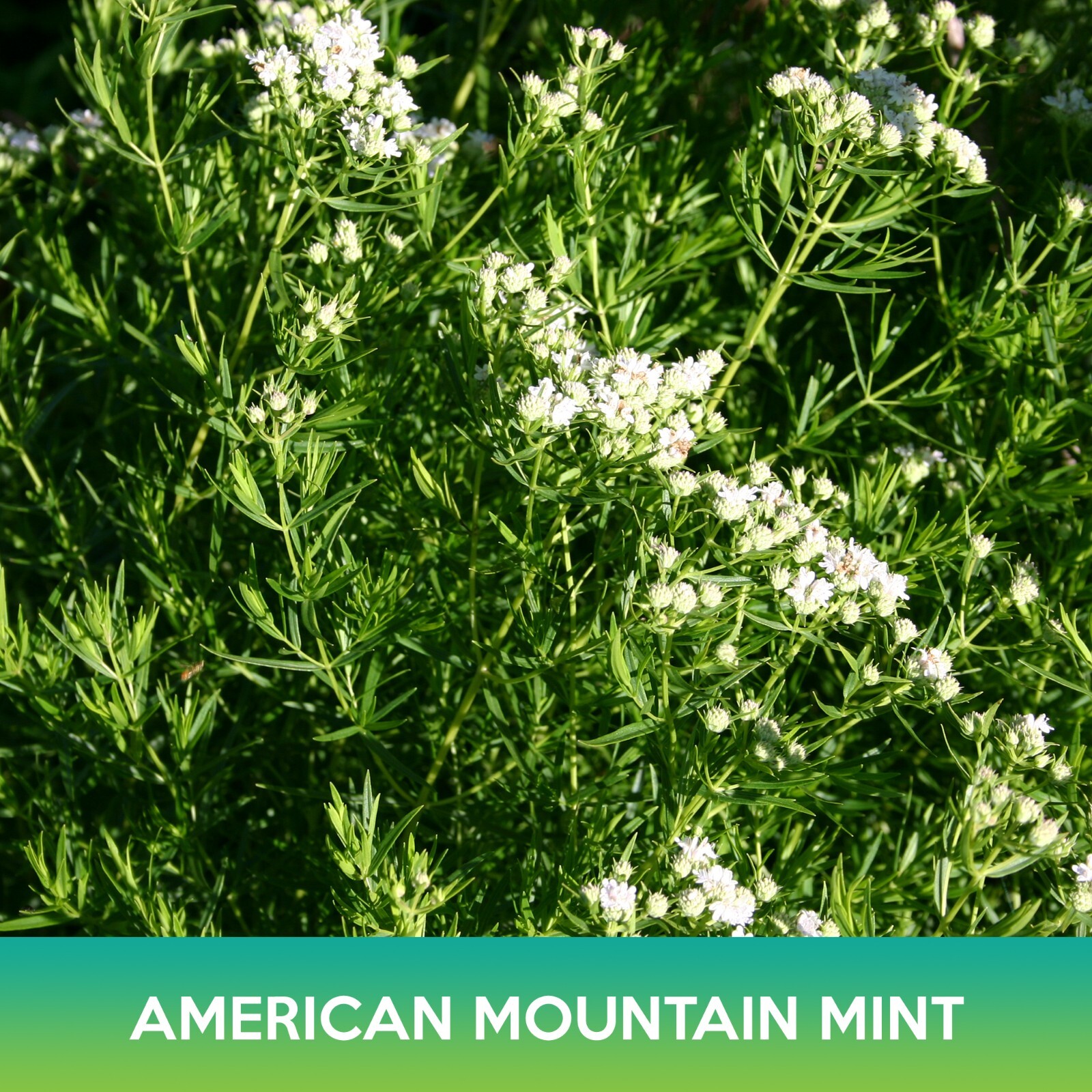 American Mountain Mint Seeds, Pycnanthemum pilosum, Combined Shipping on 500+