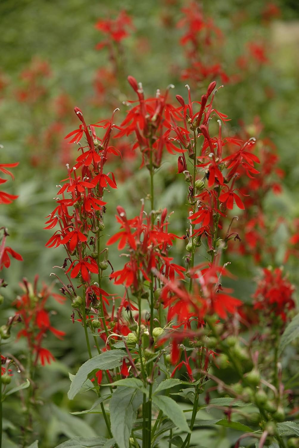 American Beauties Native Plants – Lobelia Cardinalis (Cardinal Flower) Perennial