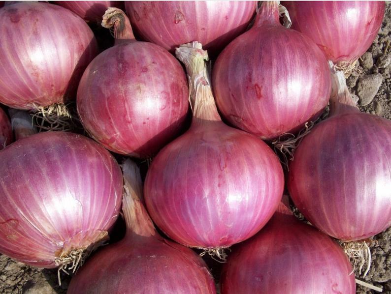 Red Burgundy Onion Seeds 250+ Vegetable Garden HEIRLOOM NON-GMO FREE SHIPPING