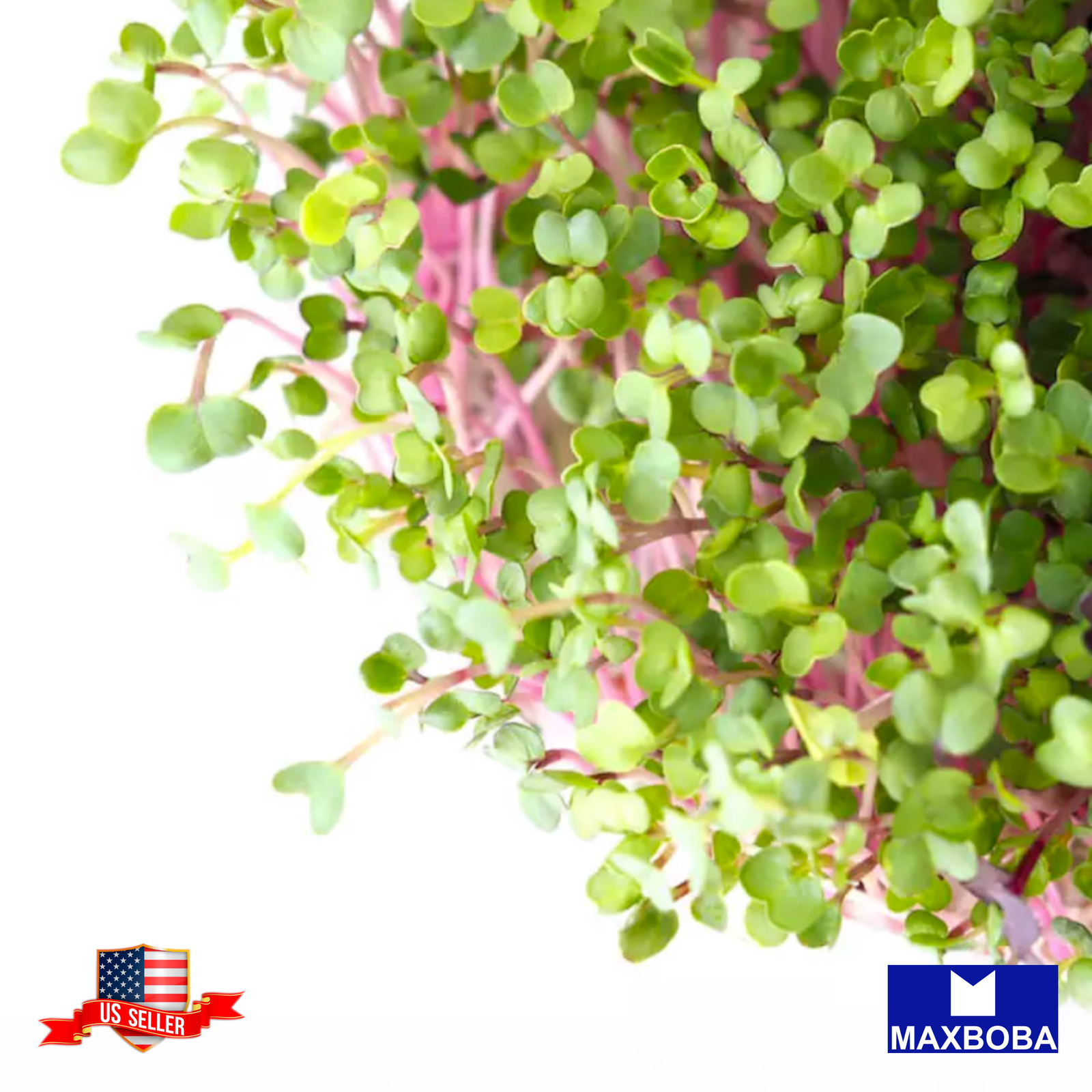 Radish Seeds China Rose (Conventional) Microgreens Non-GMO Heirloom