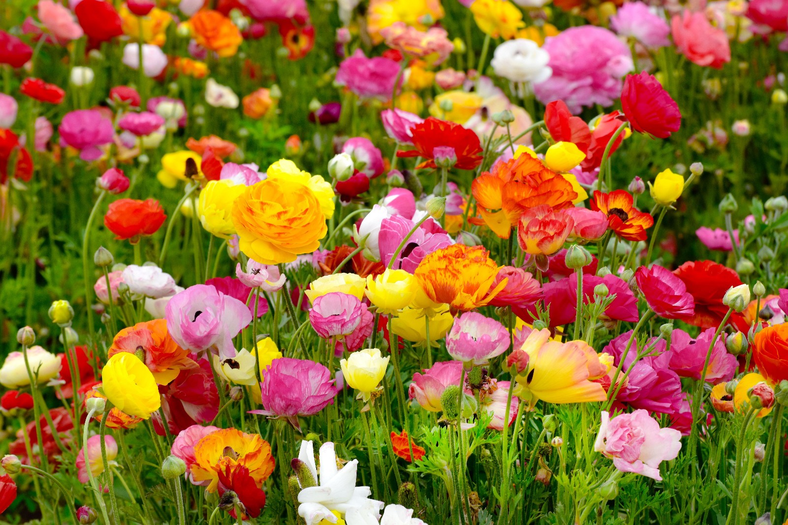 10 Mixed Ranunculus Bulbs (‘Claws’) Zone 8-10