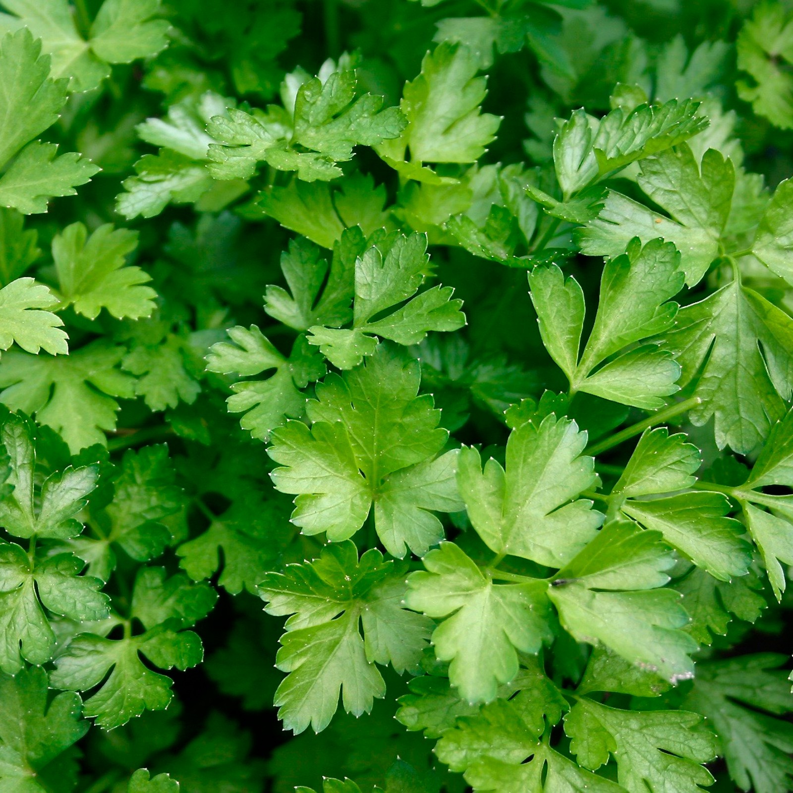 Premium Fresh 600 Herb Seeds Cilantro Slow Bolt Non-GMO Heirloom
