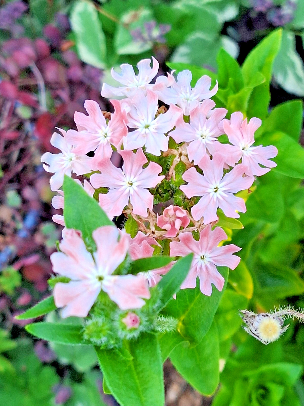 PINK AND WHITE MALTICE CROSS 100 SEEDS. RARE COLOR, LYCHNIS CHALCEDONICA