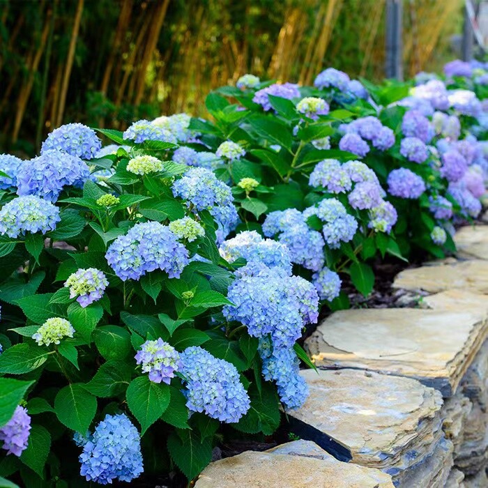 20 HYDRANGEA FLOWER SEEDS rare exotic ball bloom plant garden bush germination