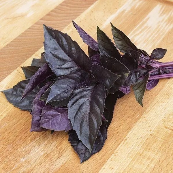 500 + DARK OPAL BASIL SEEDS — Herb — Heirloom – Organic – NON GMO — FRESH