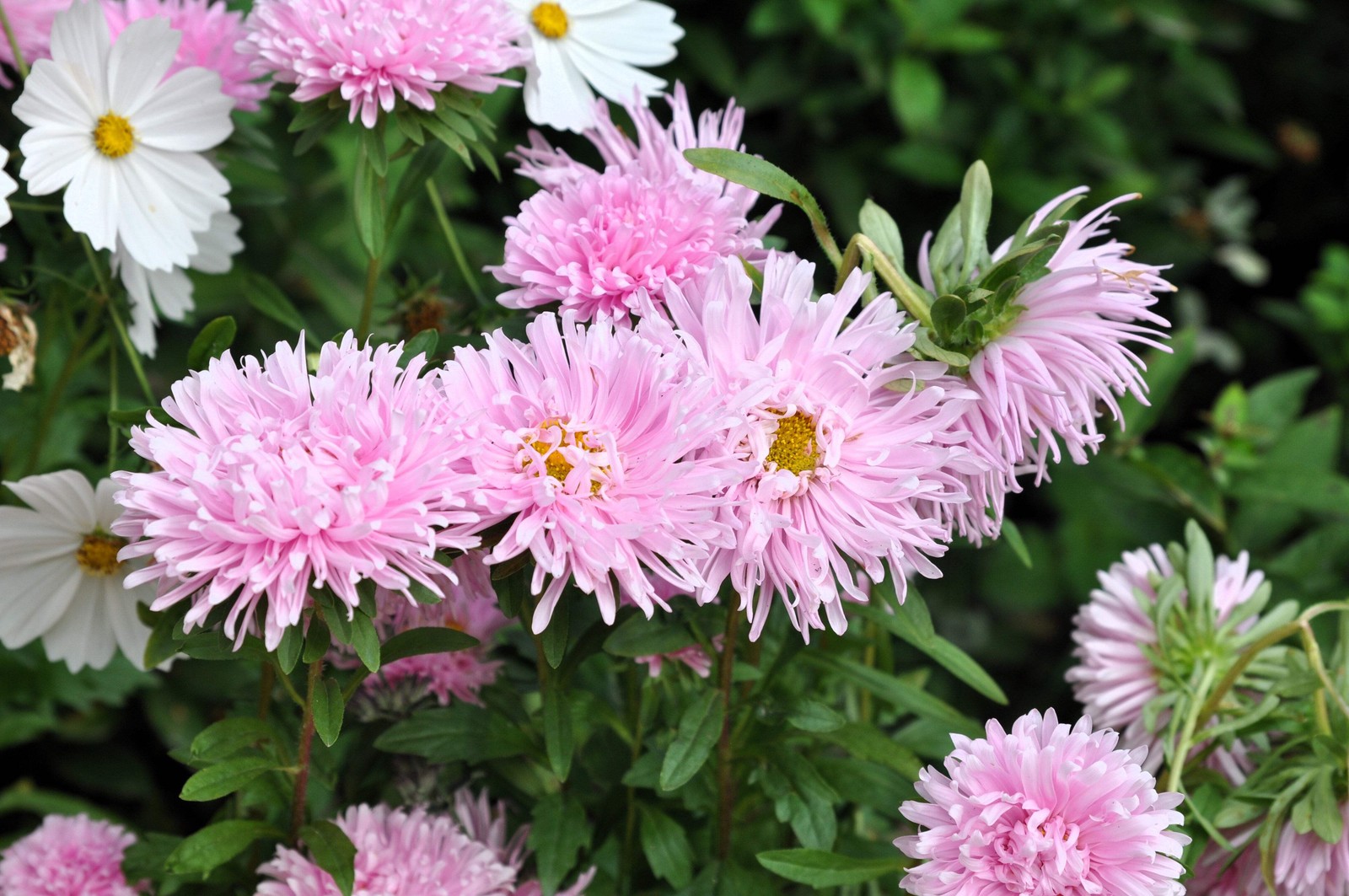 50 MIXED OSTRICH PLUME ASTER Feather Spider Callistephus Chinensis Flower Seeds