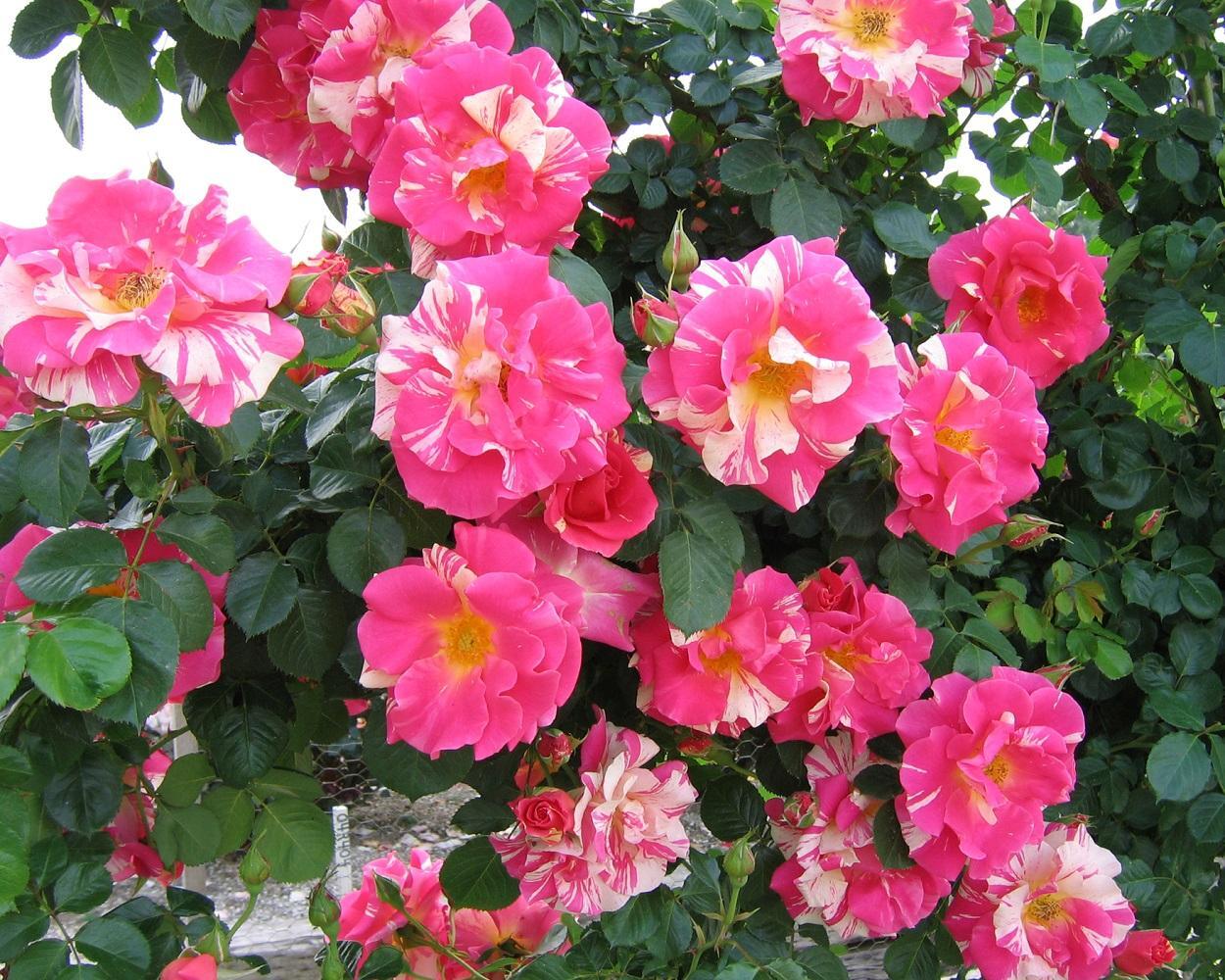 Candyland Climbing Rose Rose Bush 20 or 100 Seeds~Rare-Free Shipping-USA Seller
