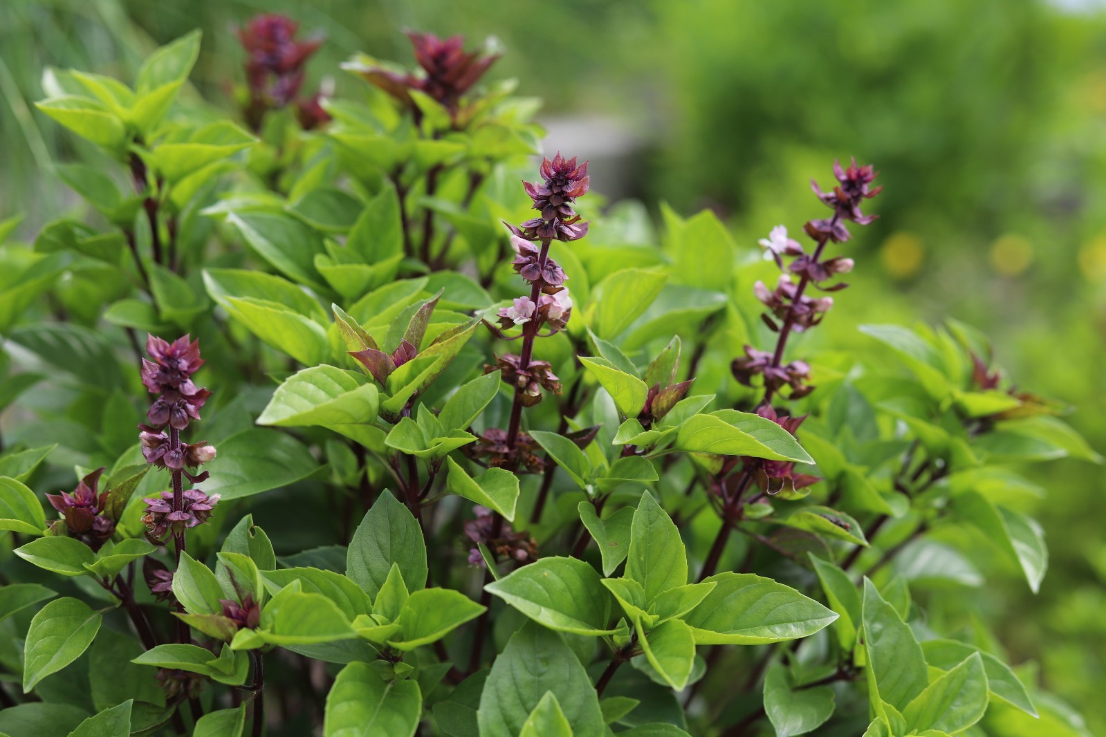 Thai Basil Seeds for Planting – Heirloom Non GMO Open-Pollinated Fresh Herb Seed