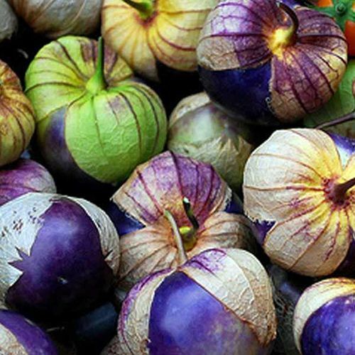 Husk Tomato-Ground cherry, Yellow husk tomatillo/purple tomatillo seeds/organic.