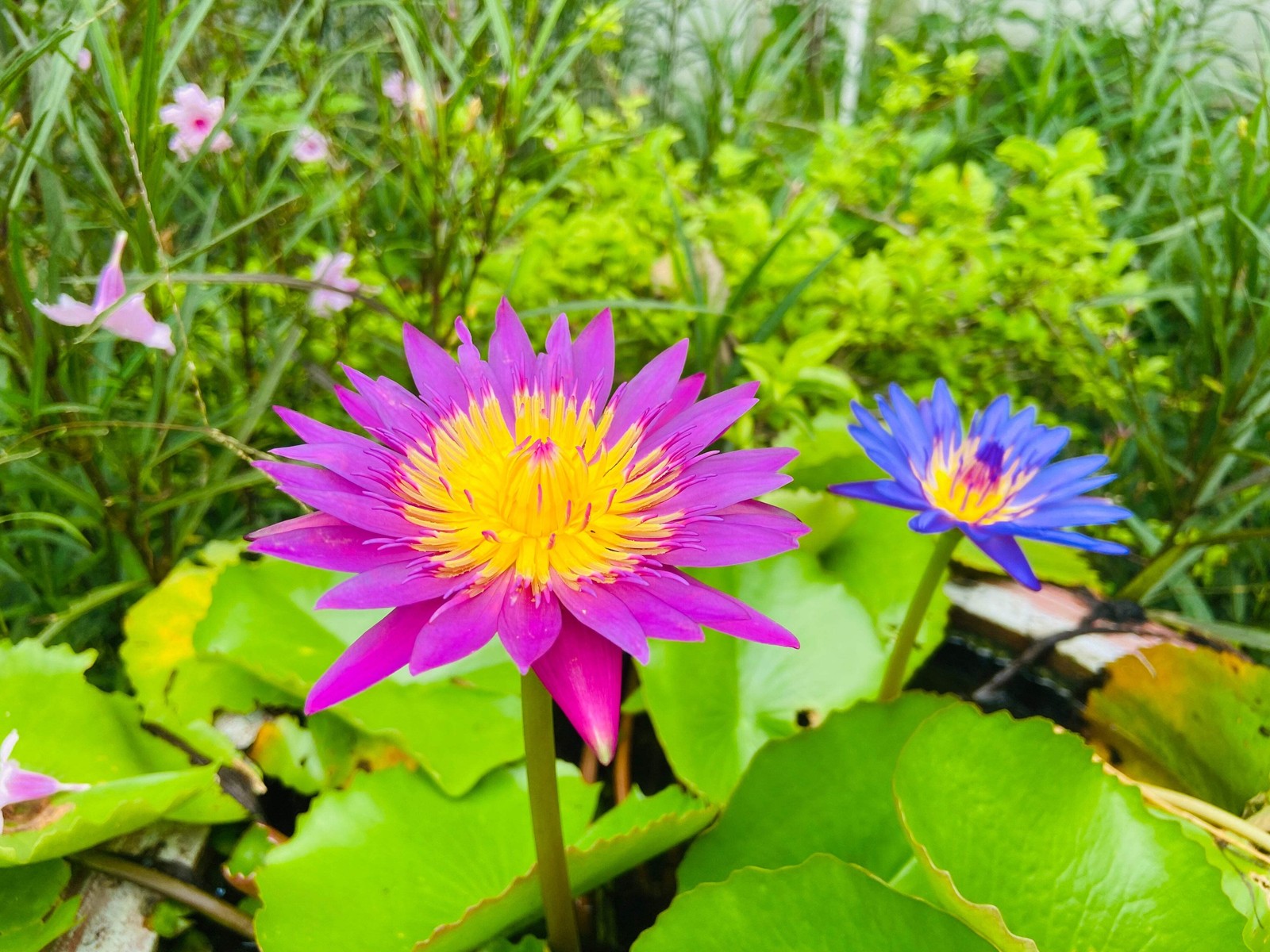 3 Organic Mixed Colors LOTUS Nelumbo Pond Water Lily Lilypad Blue Flower Seeds