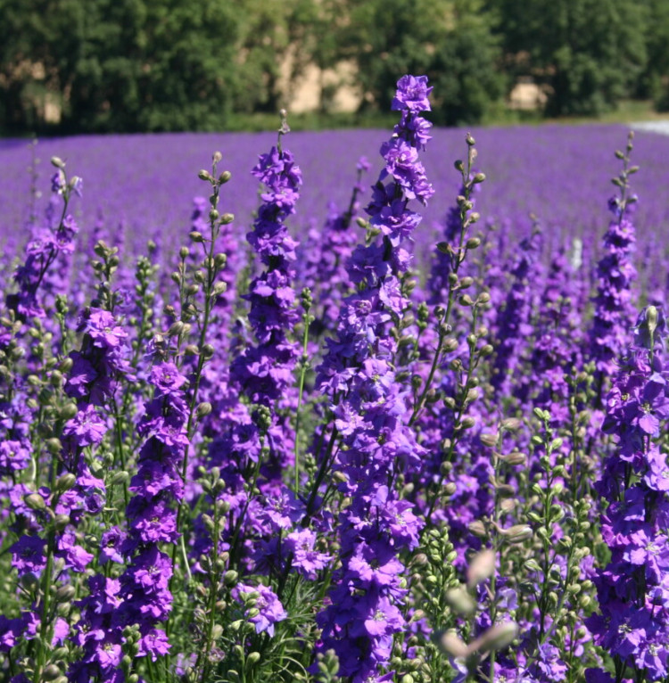 Rocket Larkspur Delphinium ROMANCE MIX Pink Blue Pollinators Non-GMO 500 Seeds!